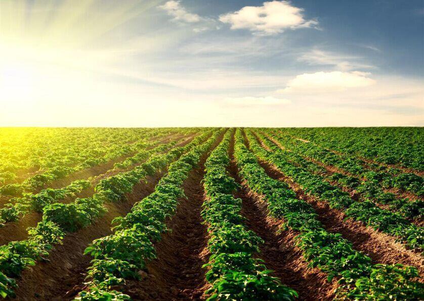 種業頂風前行，必須看清十大形勢！